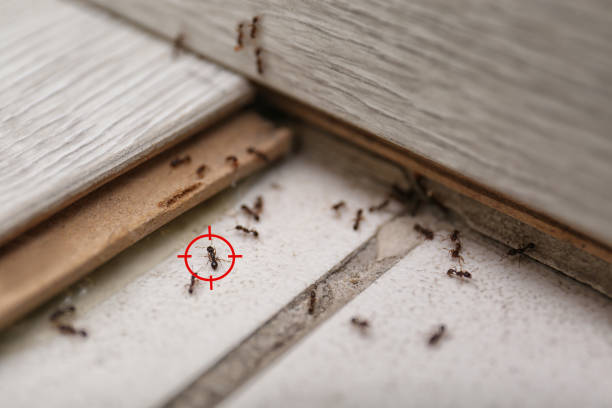 Best Affordable Pest Control Services  in South Bradenton, FL