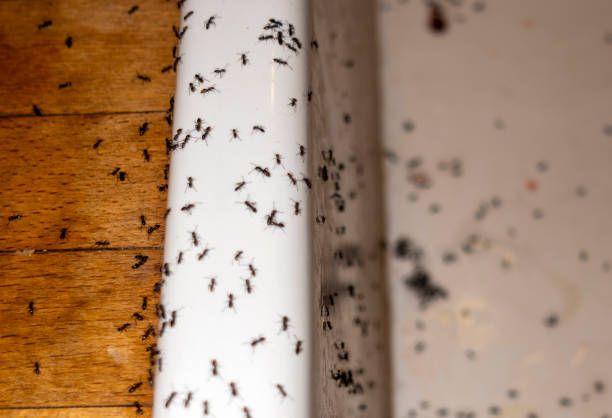 Best Termite Control Services  in South Bradenton, FL