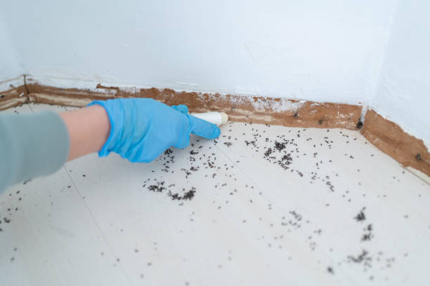 Best Spider Control Near Me  in South Bradenton, FL